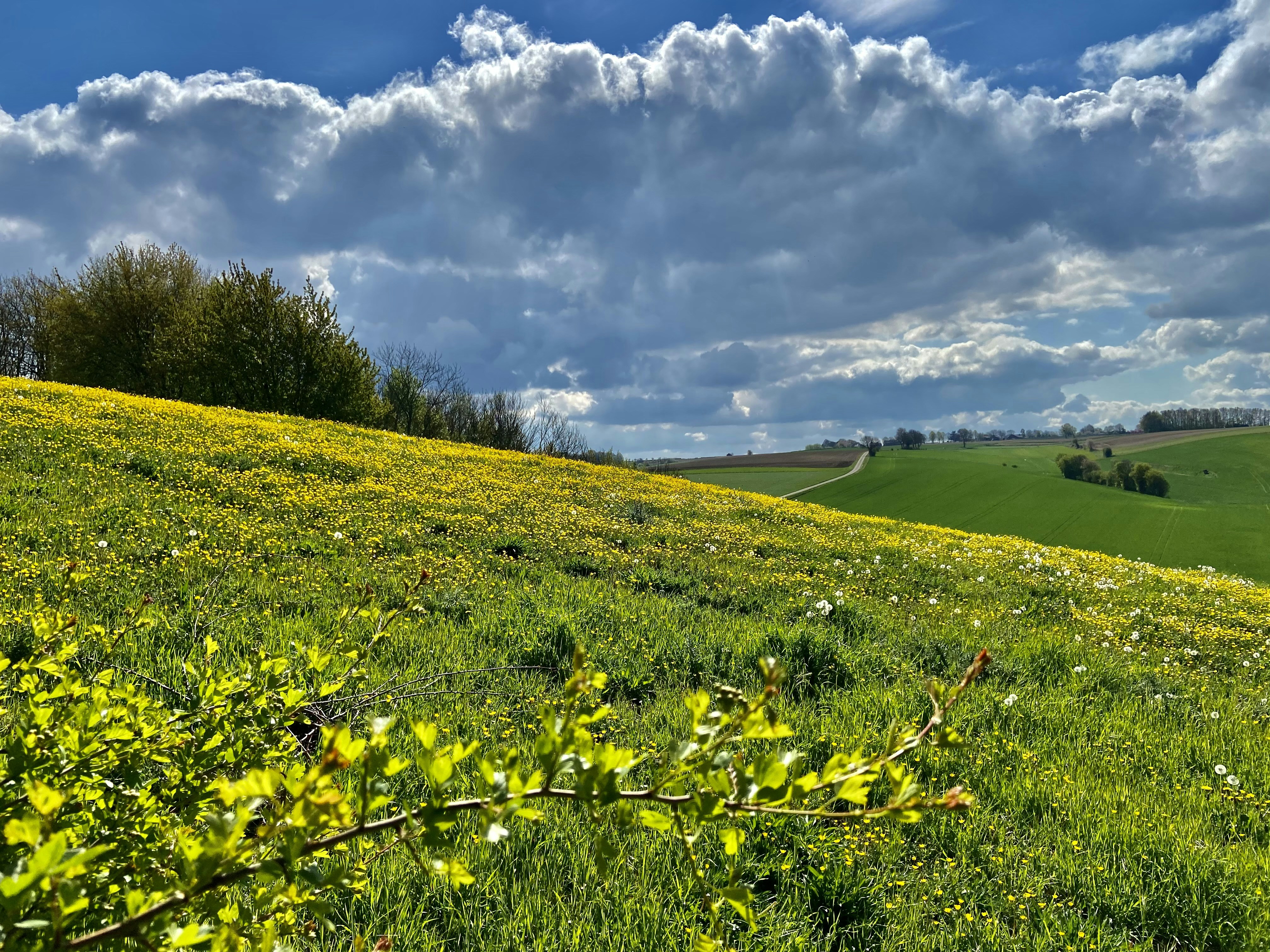 Afbeelding van Voerendaal