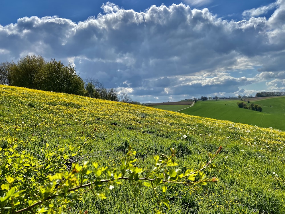 yellow flower field under blue sky and white clouds during daytime