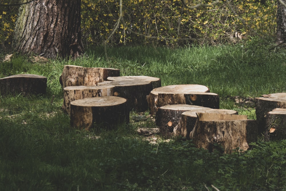 brown wooden log on green grass field