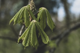 natuurlijke supplementen voor spieren en gewrichten