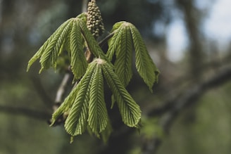 natuurlijke supplementen voor spieren en gewrichten