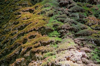 Close-up of coco peat and moss in natural light.