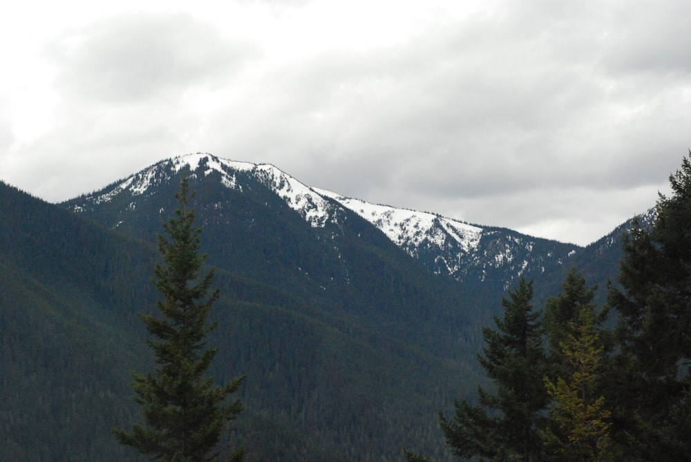 green pine trees near snow covered mountain during daytime