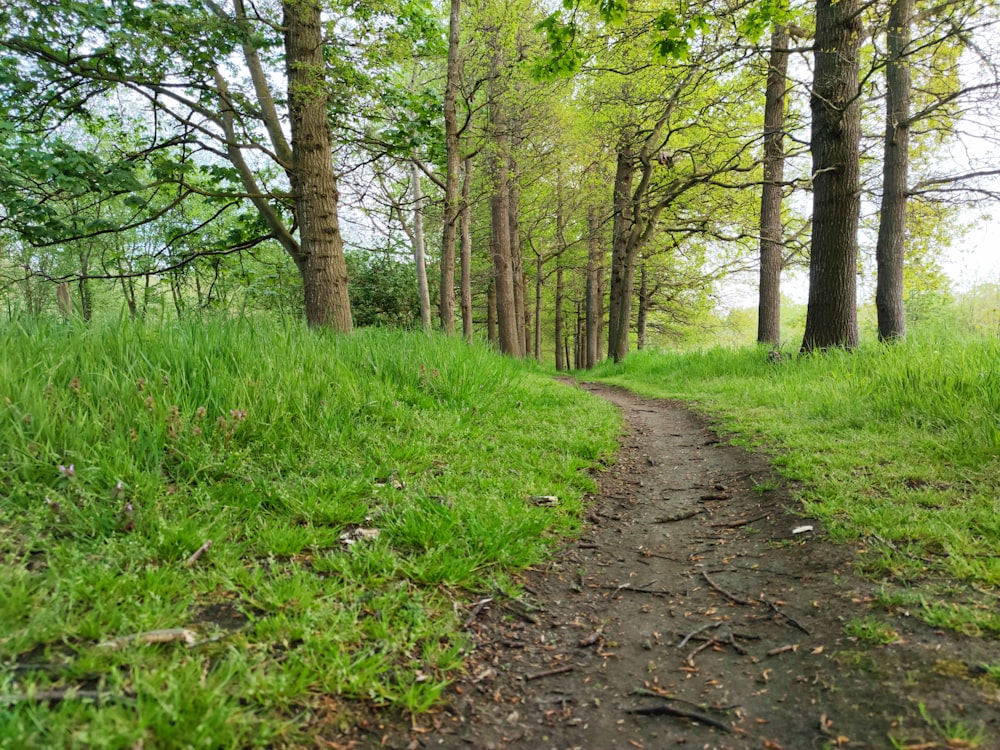 green grass and brown trees during daytime