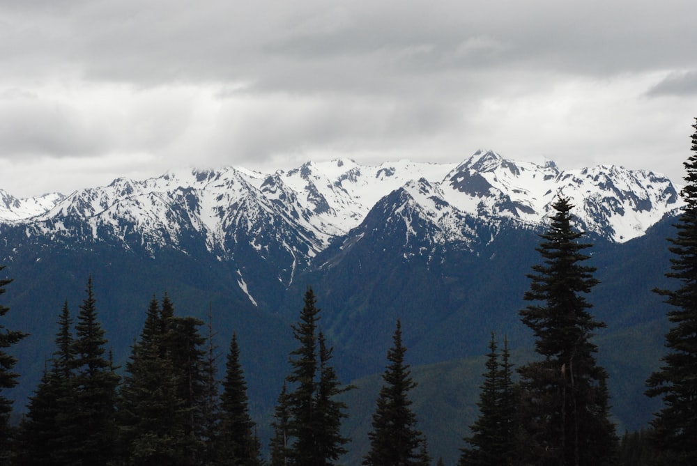 green pine trees near snow covered mountain during daytime