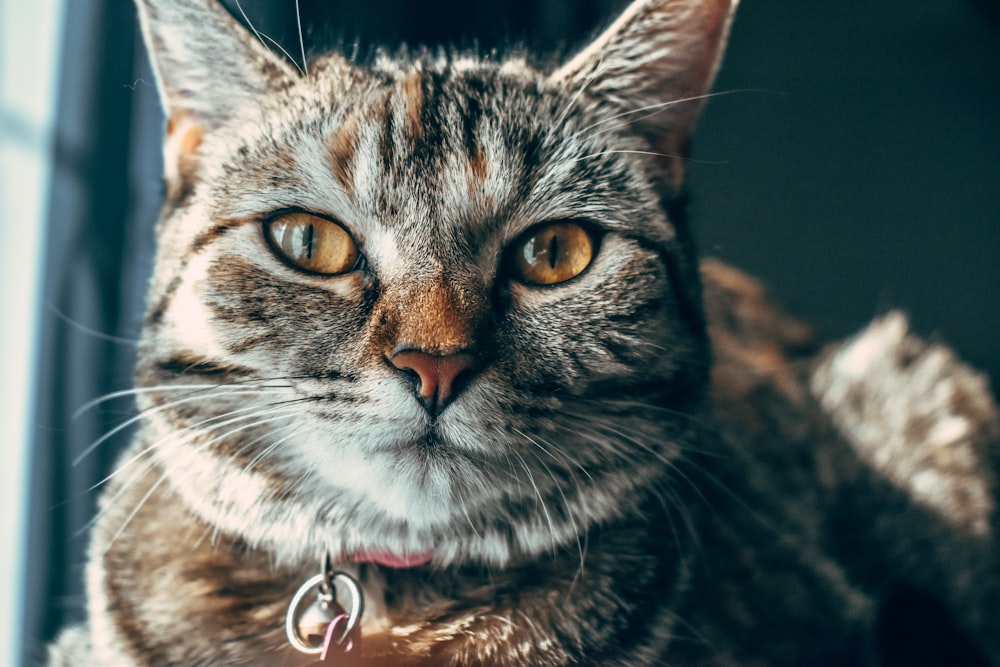 brown tabby cat with red collar