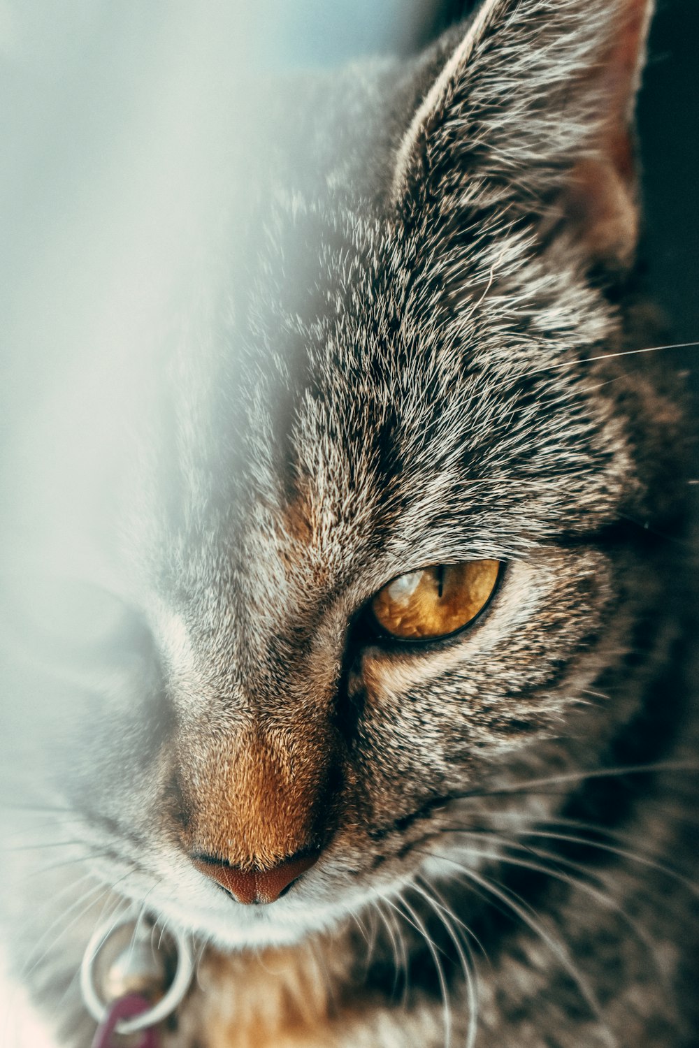 brown tabby cat in white textile