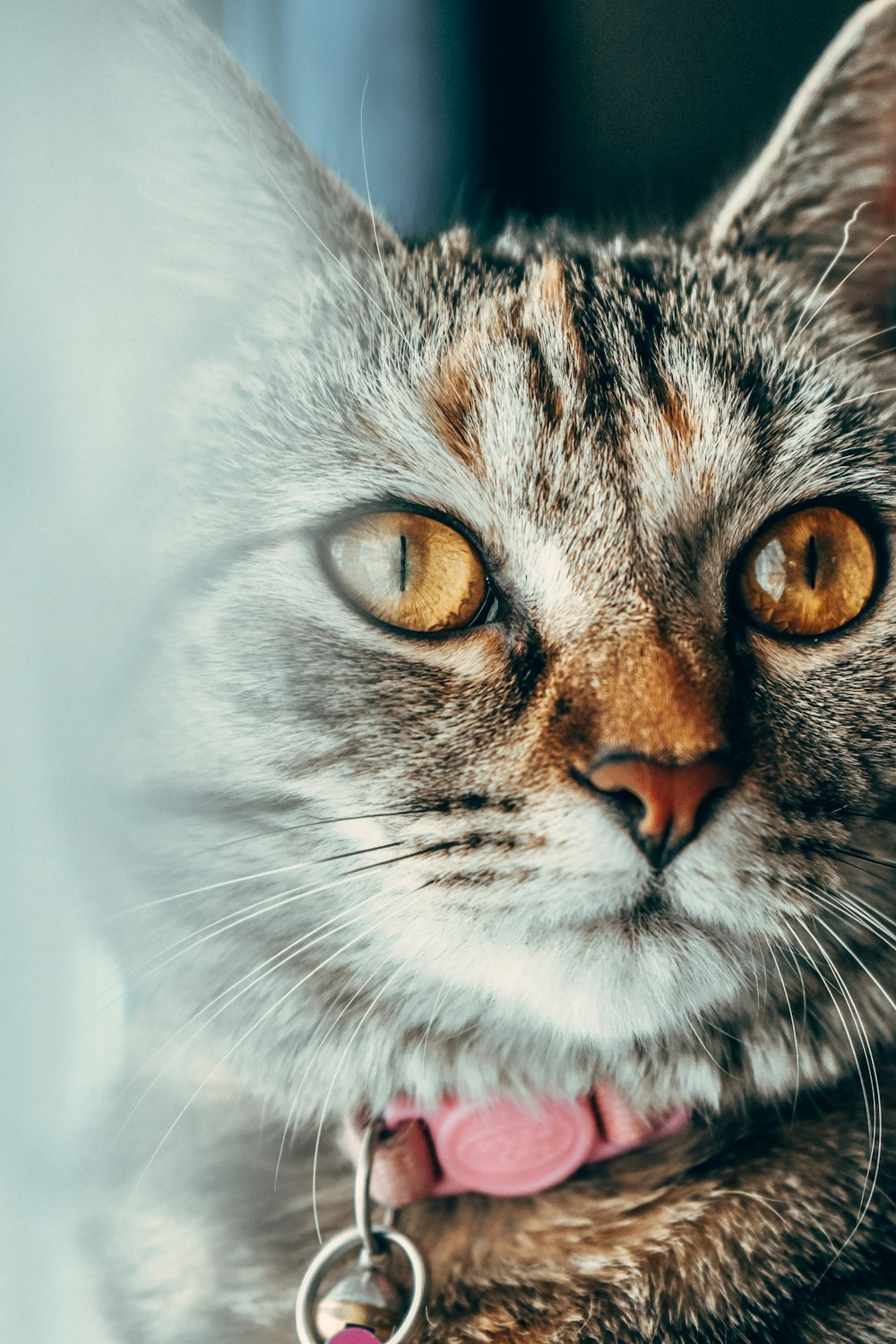 brown tabby cat in close up photography