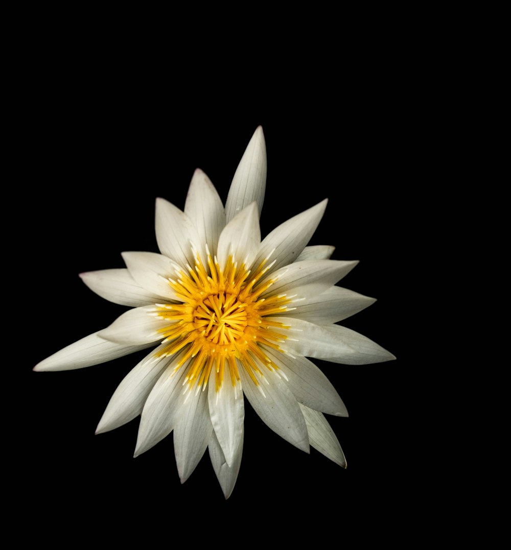 white and yellow flower with black background