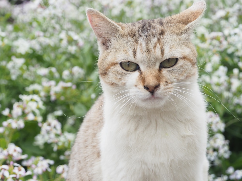 white and brown cat near green plant during daytime