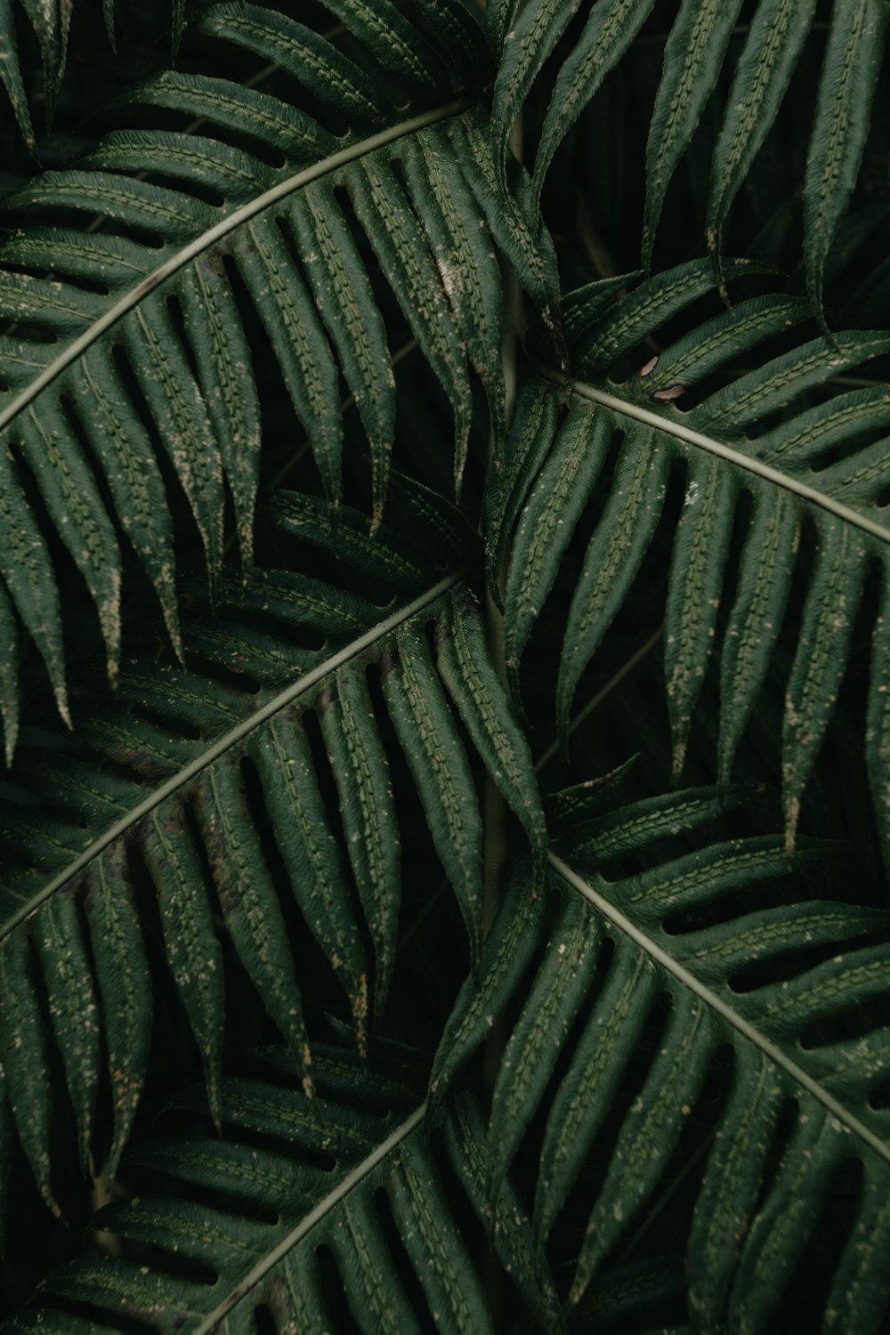 green leaves in close up photography