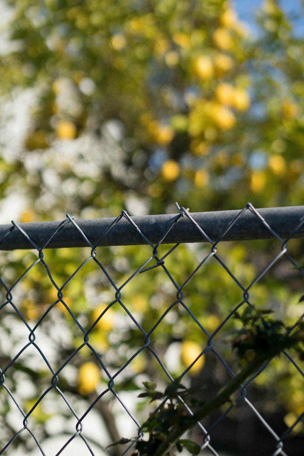 grey metal fence with yellow flowers