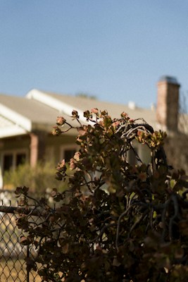 A chain-link fence supports lush, greenery with small leaves in the foreground, contrasted by a blurred background featuring a house with a brick chimney and a slanted roof under a clear blue sky.