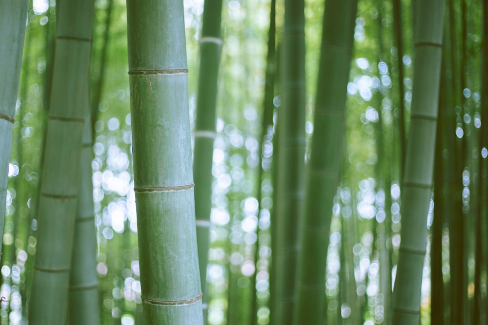 green bamboo tree during daytime