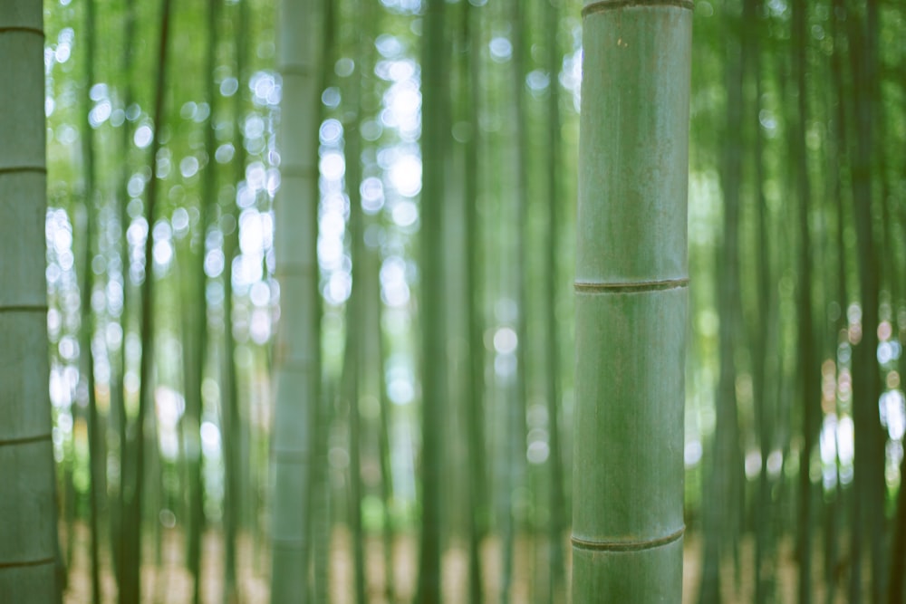 green bamboo tree during daytime