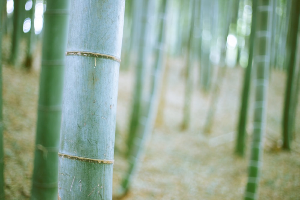 green bamboo stick in close up photography