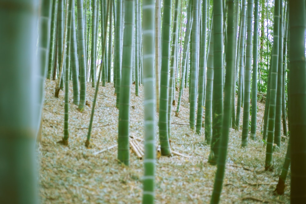 varas de bambu verde no solo marrom