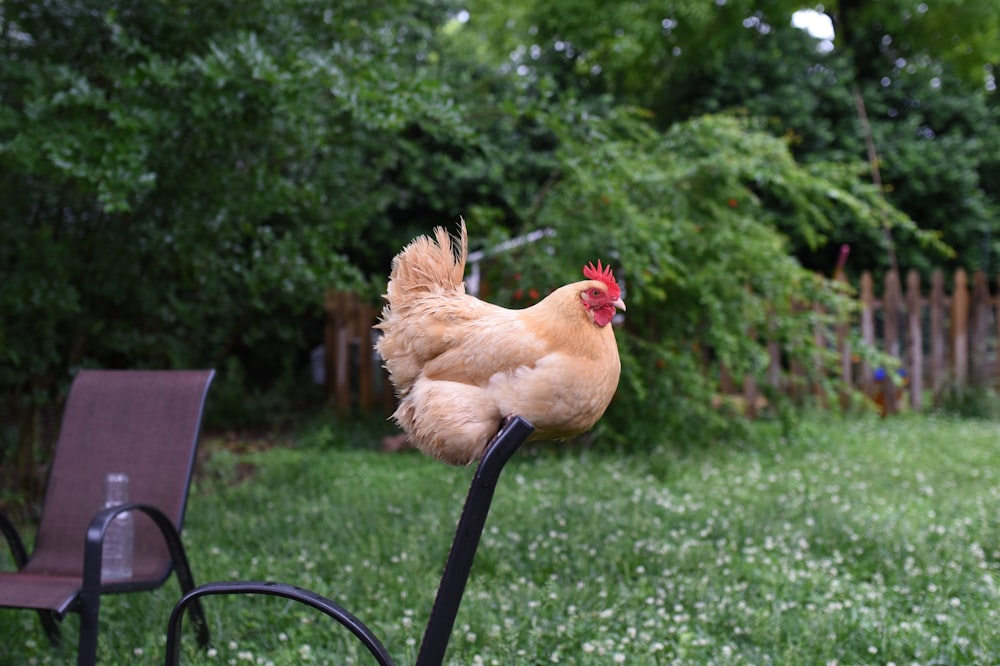 brown hen on green grass field during daytime