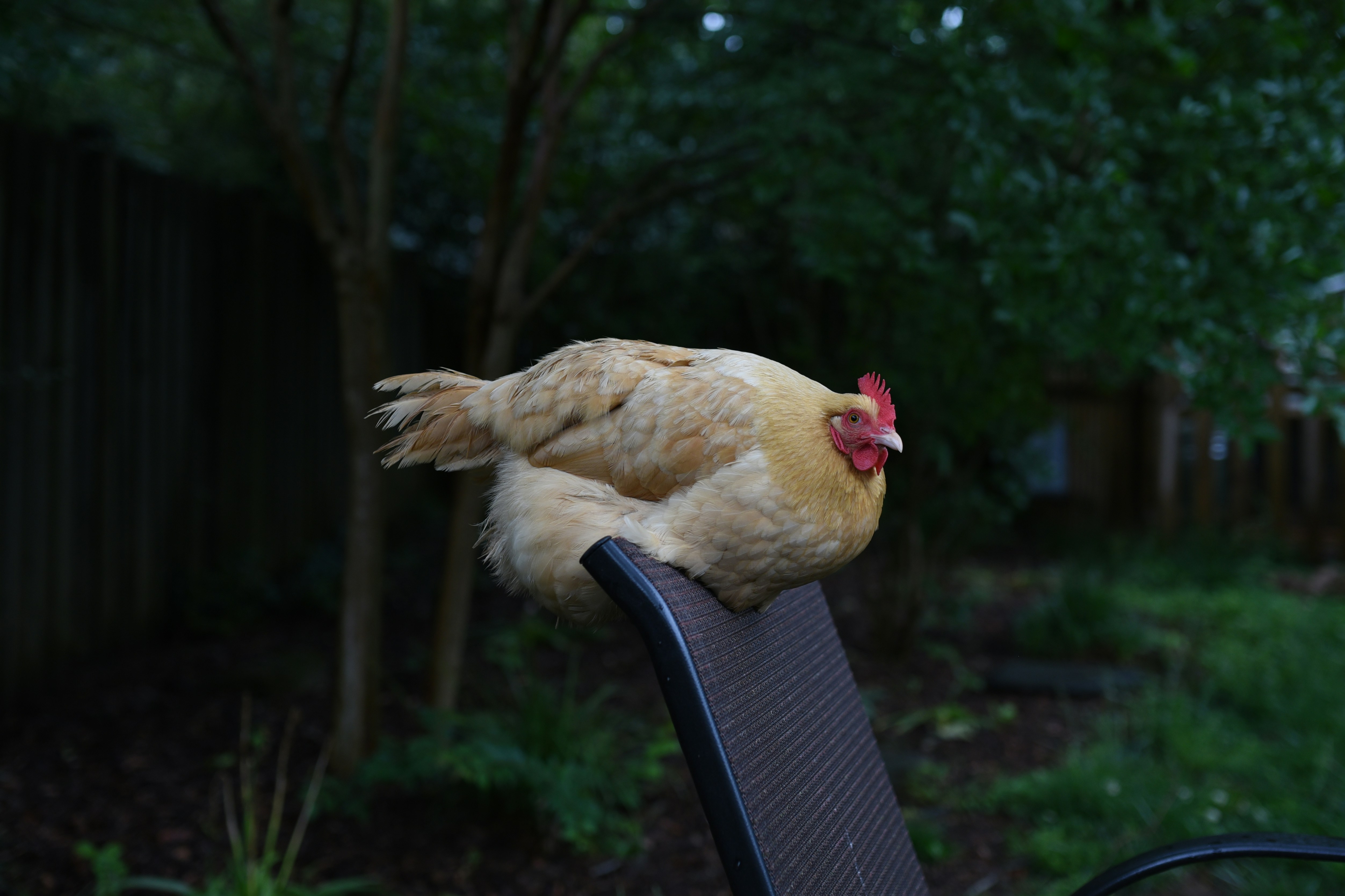 Buttermilk Chicken Menu