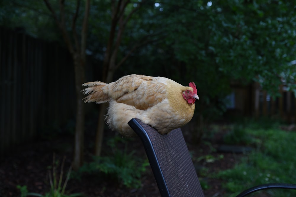 brown hen on black metal fence