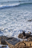 A person stands on rocky shore with a fishing rod, casting into the ocean. The sea is turbulent with waves crashing onto the rocks. In the background, several surfers are seen paddling and waiting for waves.