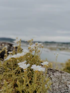 Close-up of wildflowers blooming beside a rocky path in the Scottish Highlands.