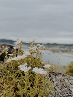 Close-up of wildflowers blooming along a rocky hiking path with the Mediterranean Sea in the distance.