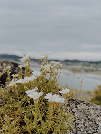 Close-up of wildflowers blooming along a rocky hiking path with the Mediterranean Sea in the distance.