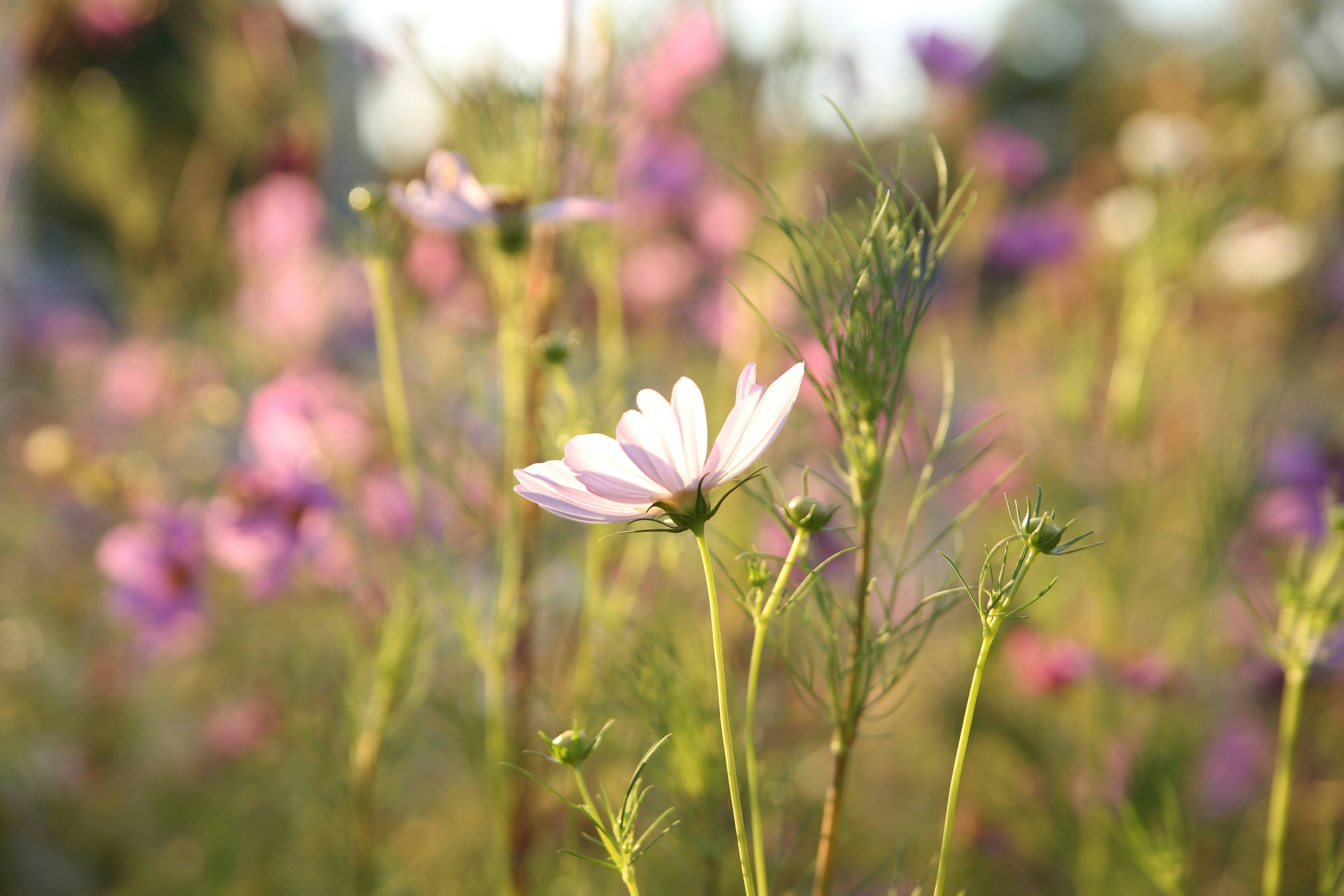 white flower in tilt shift lens