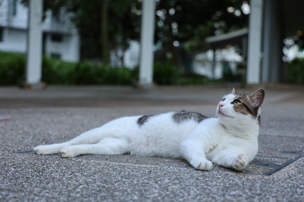 white and black cat lying on gray concrete floor