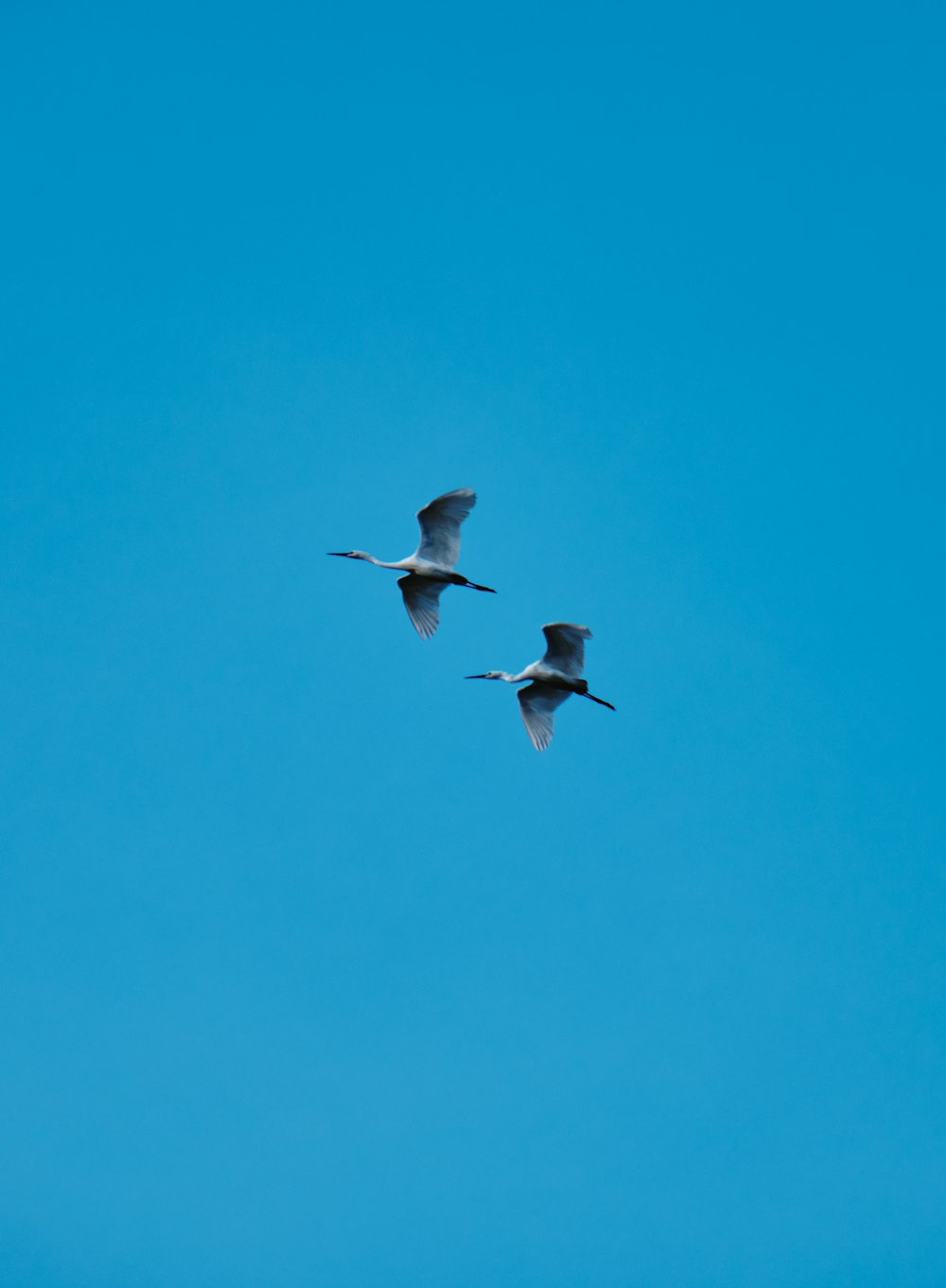 white bird flying under blue sky during daytime