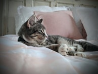 A calm cat resting comfortably in a cozy bed at Pet Point Taubaté.