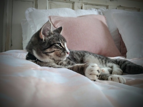 Cute cats comfortably resting in the Terri's Vet pet hotel.