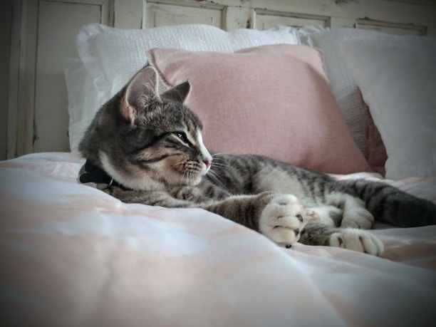 A content tabby cat resting comfortably on a soft blanket inside a cozy pet room.