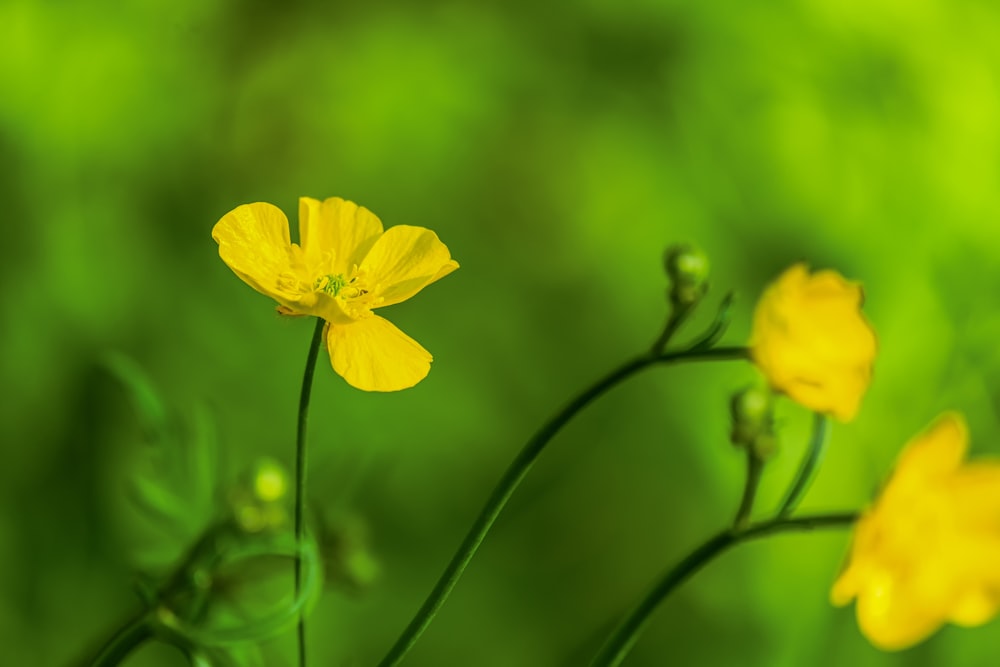 yellow daffodils in bloom during daytime