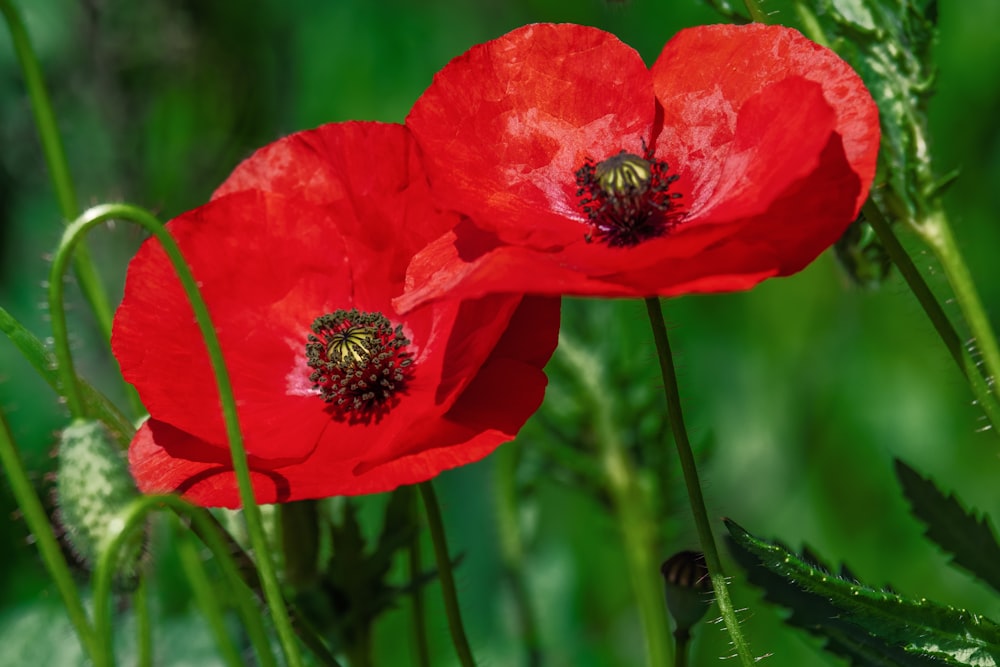 red flower in tilt shift lens