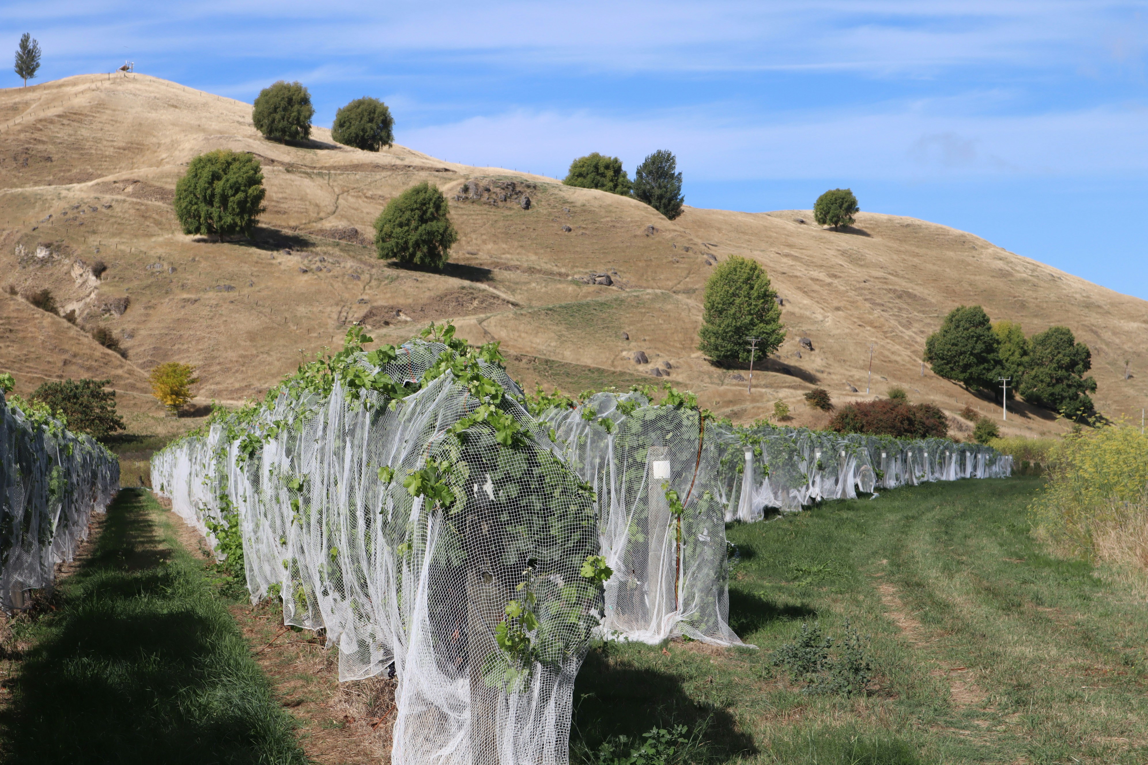 Napier, New Zealand - None