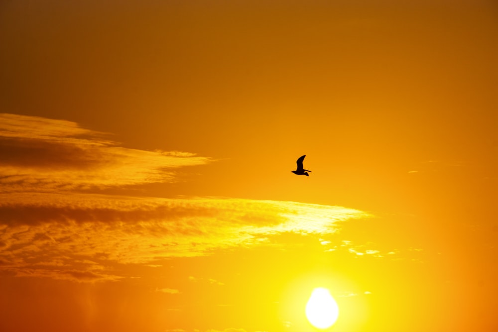 silhouette of bird flying during sunset