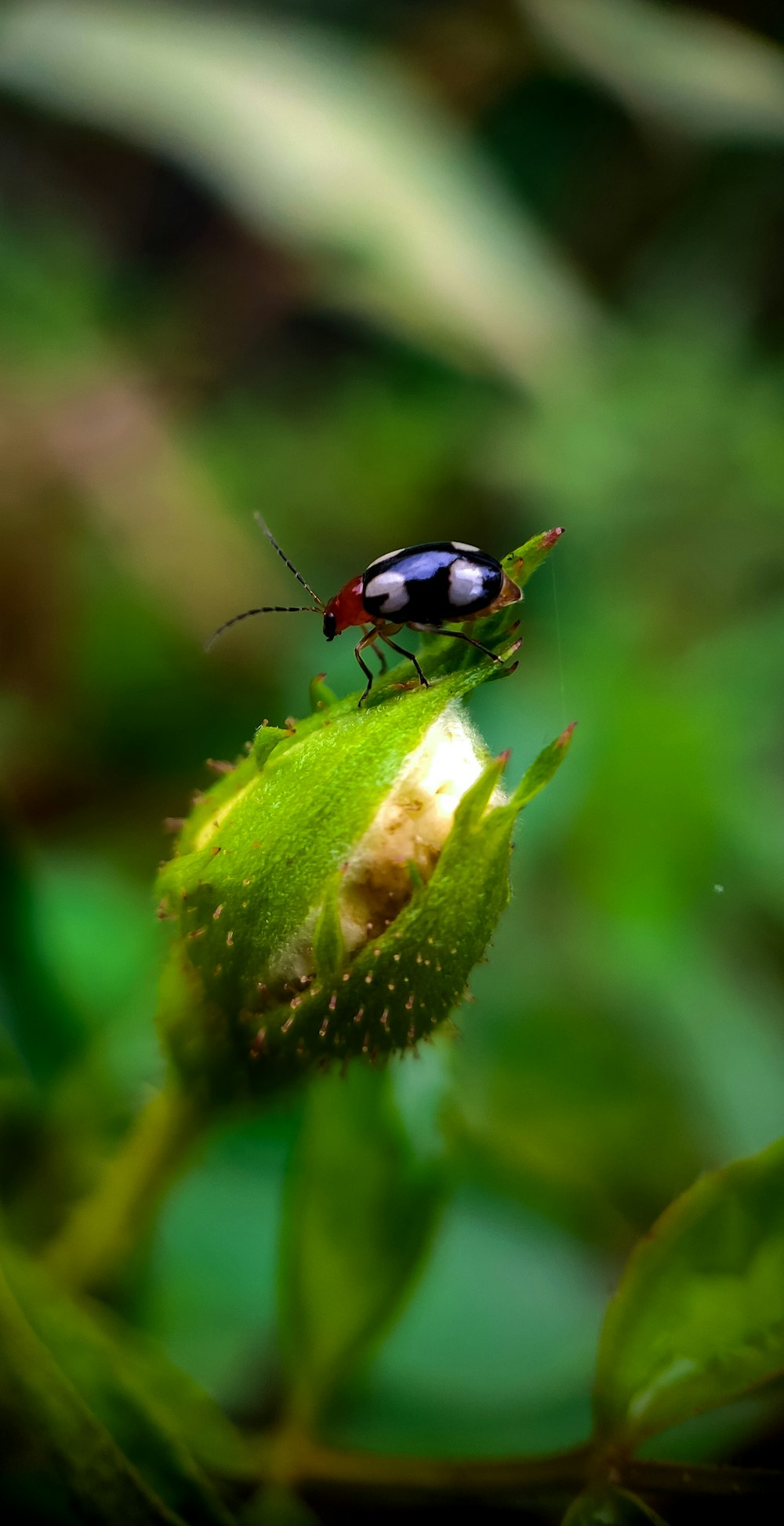 black and red ladybug on green leaf in macro photography