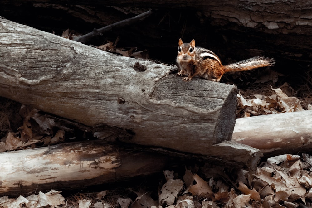 brown and white fox on brown tree log