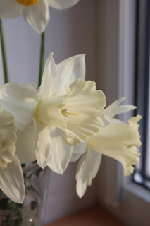 Delicate yellow flowers in a glass vase catching the afternoon light.