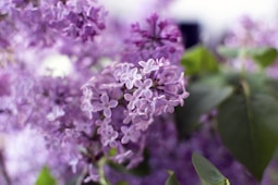 purple flowers with green leaves