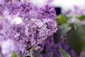 purple flowers with green leaves