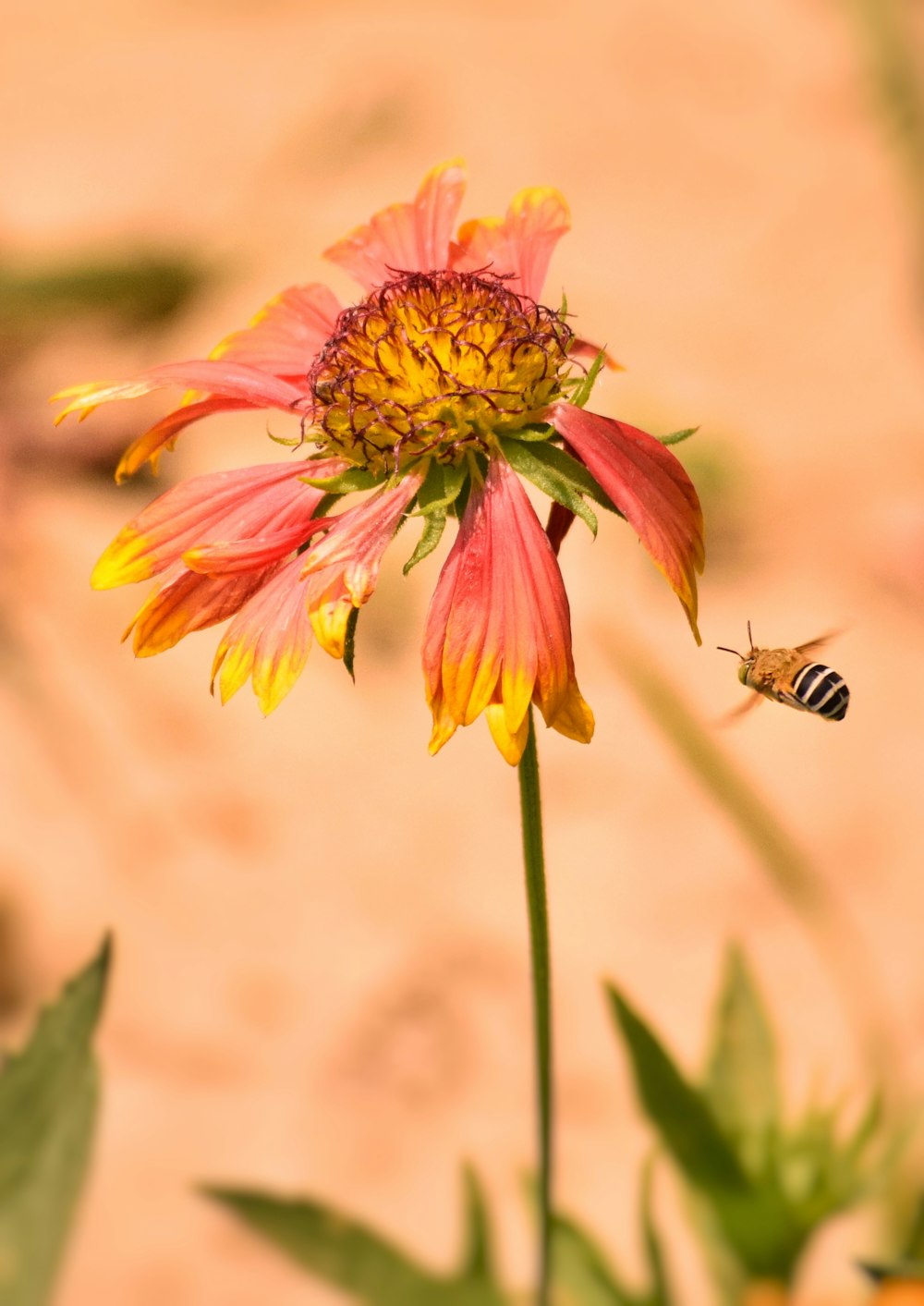 honeybee perched on orange flower in close up photography during daytime