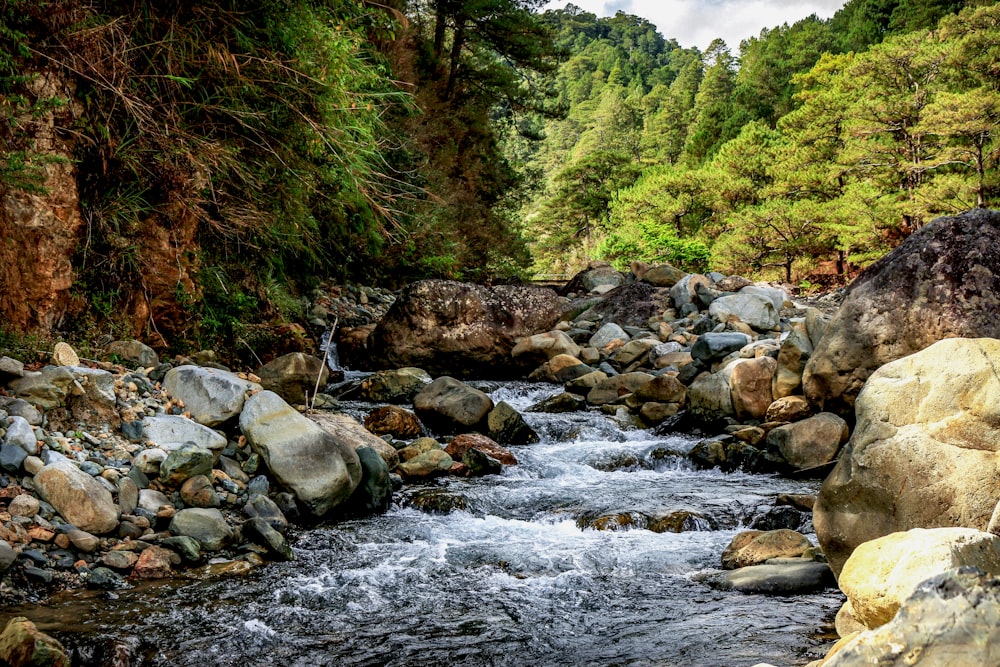 river in the middle of forest during daytime