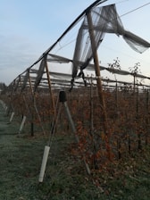 Rows of cultivated plants are supported by a wooden trellis system. The plants appear to be in an outdoor agricultural setting, and a netting system is suspended above them. The ground is covered with grass and some fallen leaves. The sky above is partly cloudy.