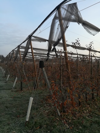 Rows of cultivated plants are supported by a wooden trellis system. The plants appear to be in an outdoor agricultural setting, and a netting system is suspended above them. The ground is covered with grass and some fallen leaves. The sky above is partly cloudy.