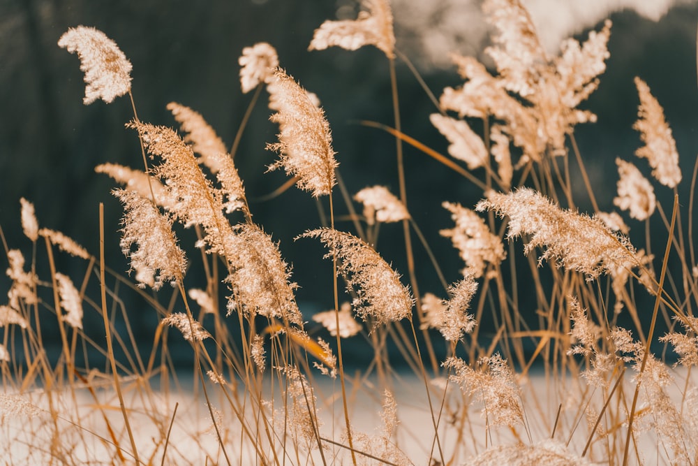 brown grass in close up photography