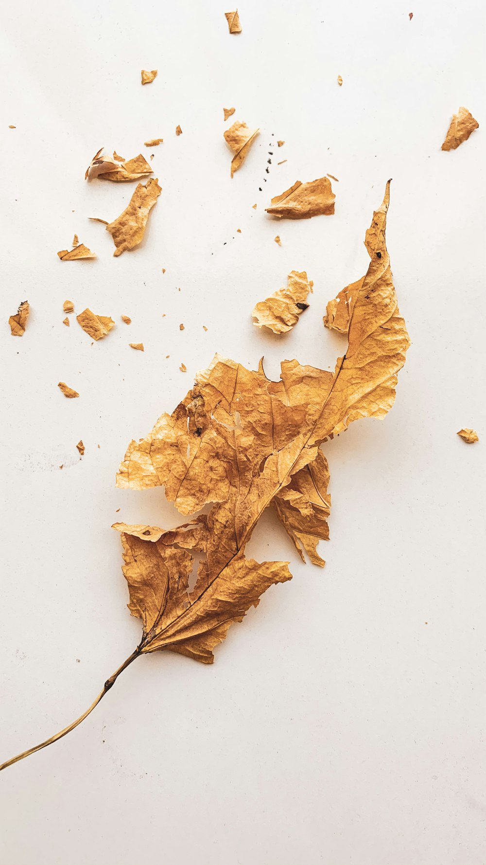 brown maple leaf on white surface