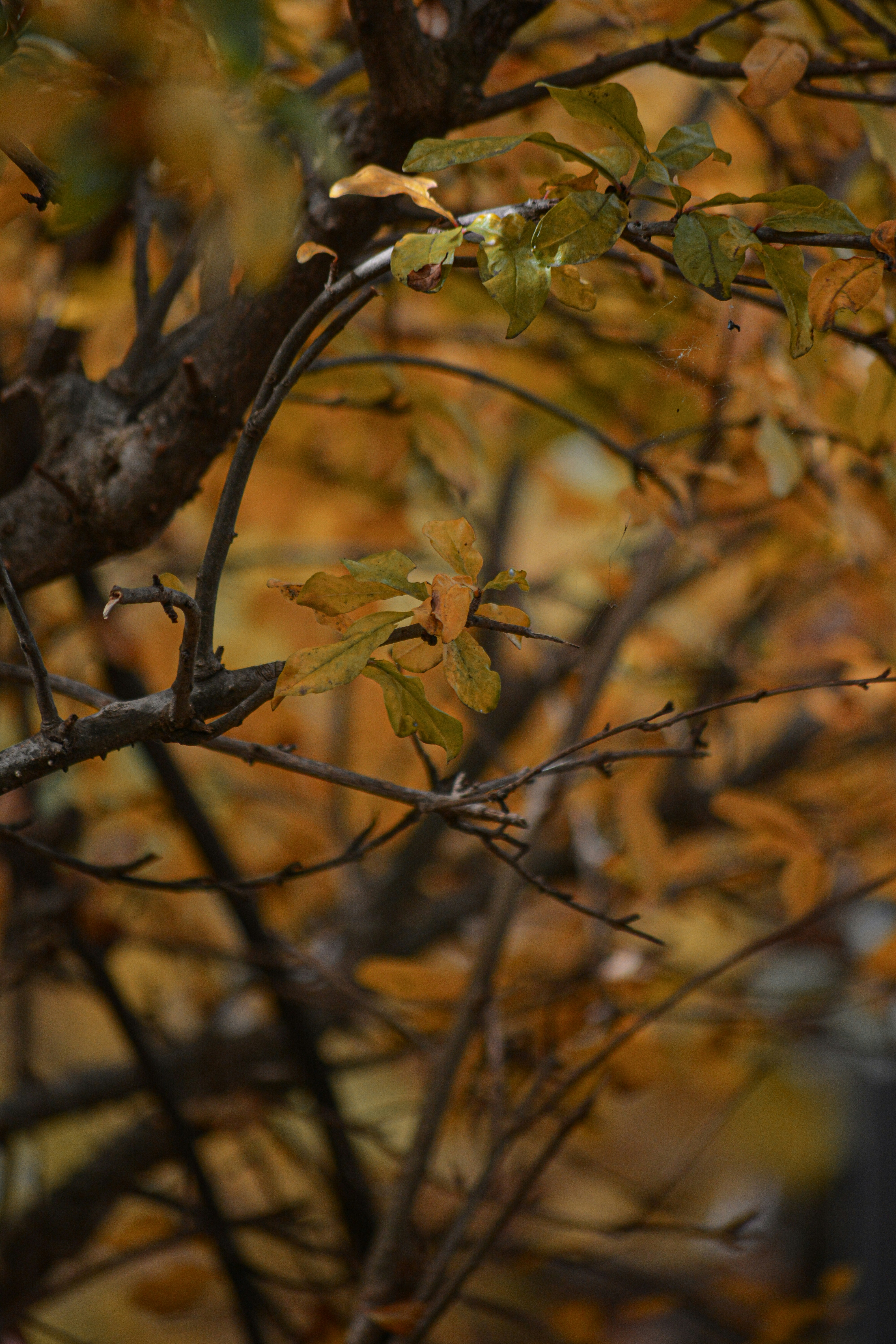 Photo by govindmadhu5